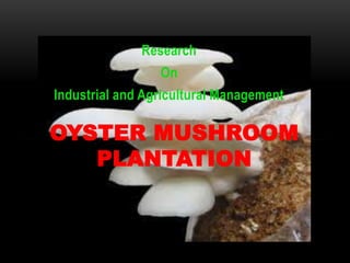 Research 
On 
Industrial and Agricultural Management 
OYSTER MUSHROOM 
PLANTATION 
 