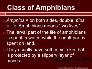  Amphios = on both sides, double; bios 
= life, Amphibians means “two-lives” 
 The larval part of the life of amphibians 
is spent in water, while the adult part is 
spent on land. 
 They usually have soft, moist skin that 
is protected by a slippery layer of 
mucus. 
Edited by: 
 