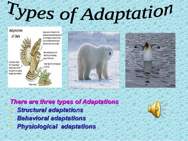 ANIMAL ADAPTATIONS