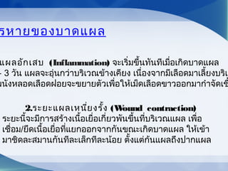 รหายของบาดแผล
แผลอักเสบ (Inflammation) จะเริ่มขึ้นทันทีเมื่อเกิดบาดแผล
– 3 วัน แผลจะอุ่นกว่าบริเวณข้างเคียง เนื่องจากมีเลือดมาเลี้ยงบริเว
ผนังหลอดเลือดฝอยจะขยายตัวเพื่อให้เม็ดเลือดขาวออกมากำาจัดเช
2.ระยะแผลเหนี่ยงรั้ง (Wound contraction)
ระยะนี้จะมีการสร้างเนื้อเยื่อเกี่ยวพันขึ้นที่บริเวณแผล เพื่อ
เชื่อม/ยึดเนื้อเยื่อที่แยกออกจากกันขณะเกิดบาดแผล ให้เข้า
มาชิดละสมานกันทีละเล็กทีละน้อย ตั้งแต่ก้นแผลถึงปากแผล
 