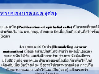 หายของบาดแผล (ต่อ)
ยะแผลปิด(Proliferation of epithelial cells) เป็นระยะที่เซลล์ผ
งตัวเพิ่มปริมาณ มาปกคลุมปากแผล ปิดเนื้อเยื่อเกี่ยวพันที่สร้างขึ้นม
(Scar)
4.ระยะแผลปรับตัว(Remodeling orscar
maturation) เมื่อแผลหายปิดสนิทจะพบว่า แผลเป็น(scar)
จะมองเห็นได้ชัด และยังฉีกขาดง่าย ร่างกายจึงต้องมีการ
ปรับสีผิวหนัง ขนาดและปริมาณของเนื้อเยื่อเกี่ยวพันให้ใกล้
เคียงกับเนื้อเยื่อข้างเคียง ซึ่งอาจใช้เวลาหลายเดือน การปรับ
ตัวของบาดแผลอาจทำาให้แผลเป็น(scar) แข็งแรงกว่า
 
