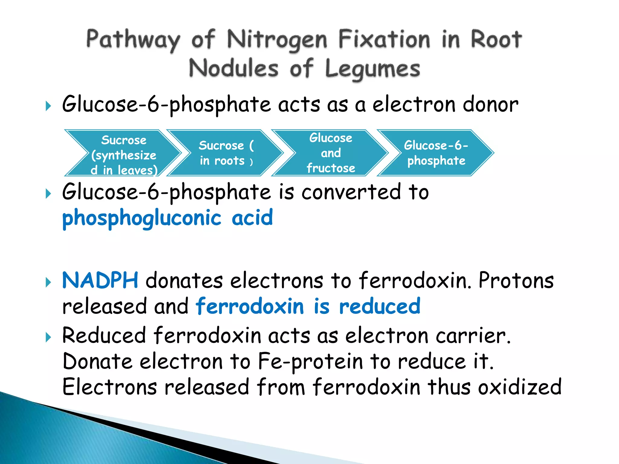 Nitrogen fixation mechanism in legumes | PPTX