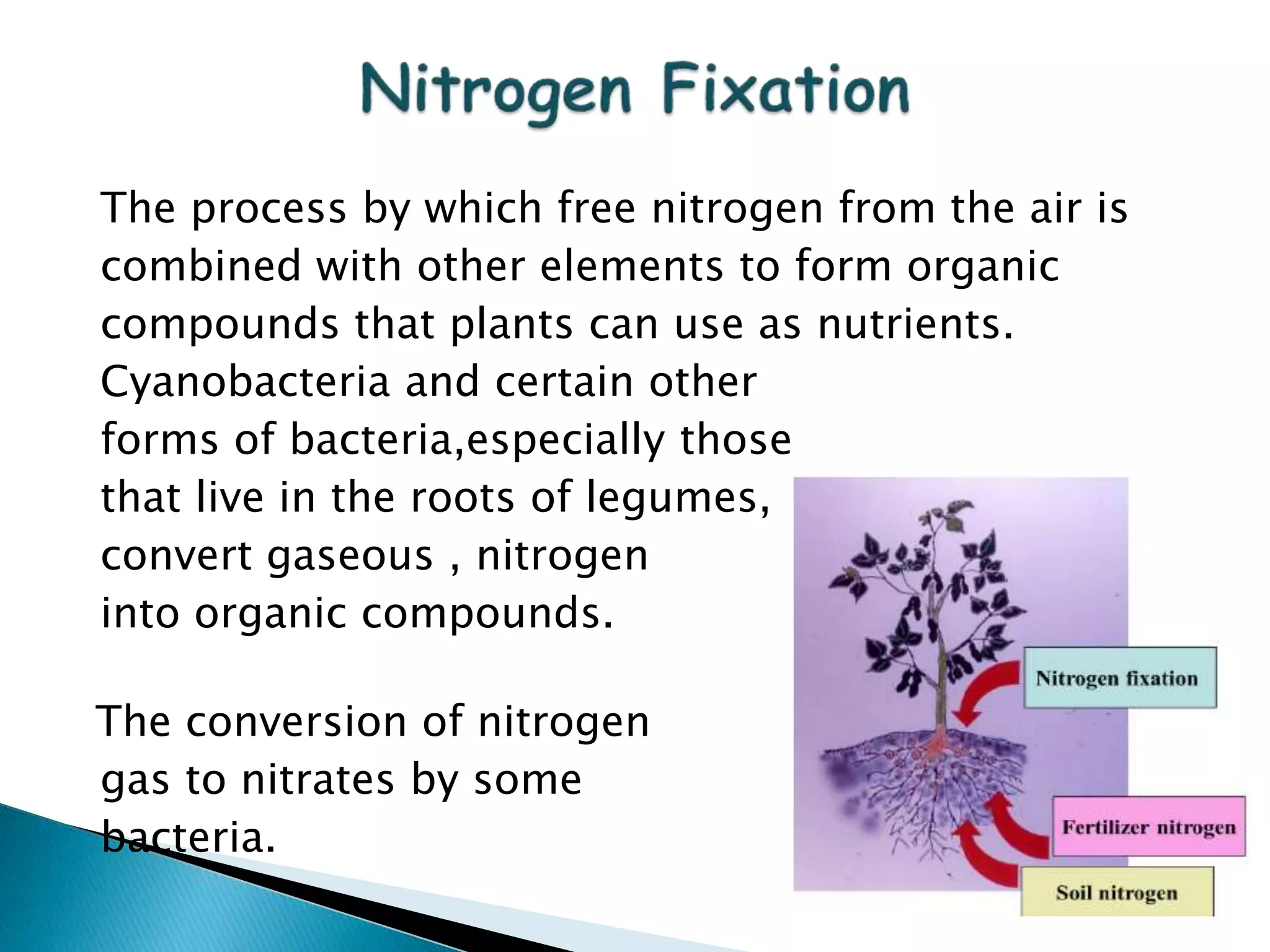 Nitrogen fixation mechanism in legumes | PPTX