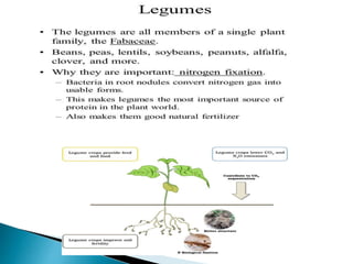 Nitrogen fixation mechanism in legumes | PPTX