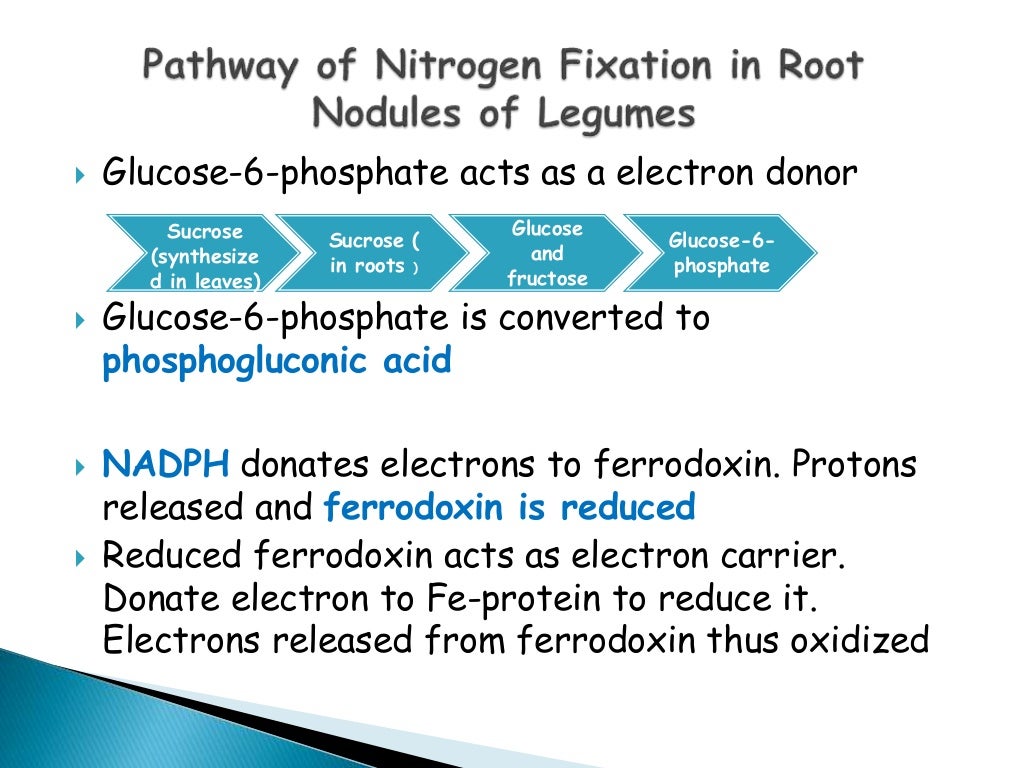 Nitrogen fixation mechanism in legumes