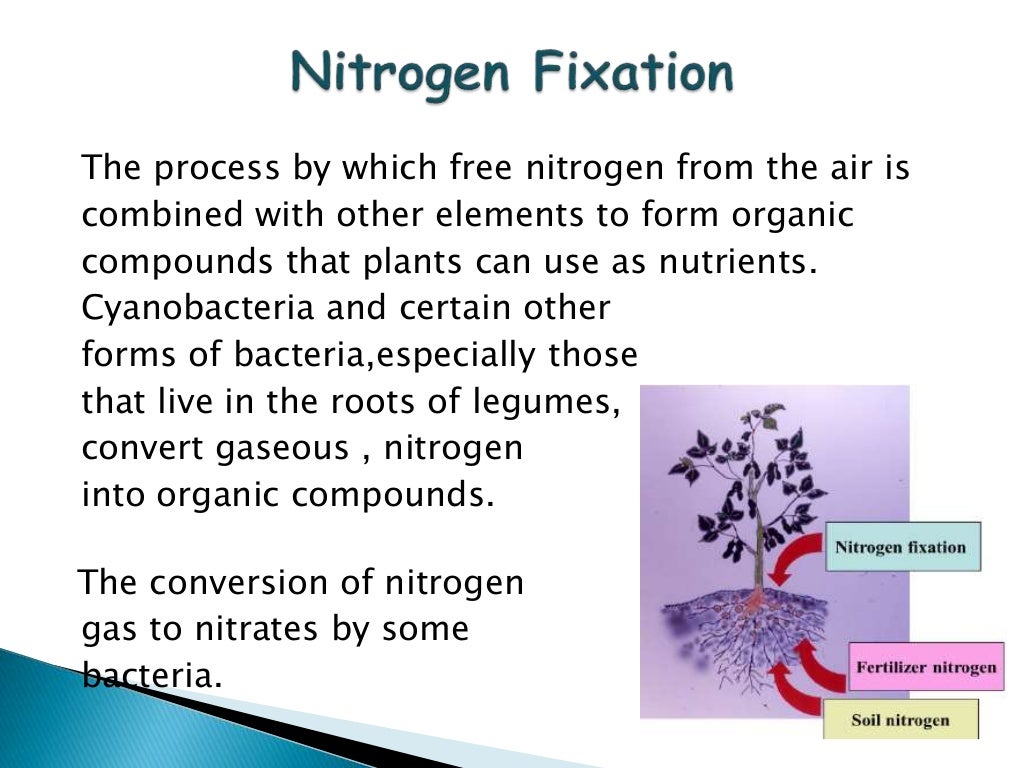Nitrogen fixation mechanism in legumes