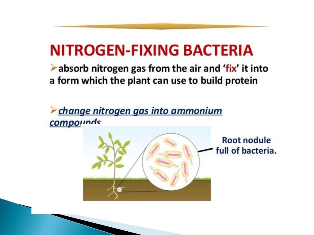 Nitrogen fixation mechanism in legumes