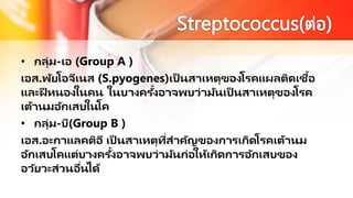 • กลุ่ม-เอ (Group A )
เอส.พัยโอจีเนส (S.pyogenes)เป็ นสาเหตุของโรคแผลติดเชื้อ
และฝี หนองในคน ในบางครั้งอาจพบว่ามันเป็ นสาเหตุของโรค
เต้านมอักเสบในโค
• กลุ่ม-บี(Group B )
เอส.อะกาแลคติอี เป็ นสาเหตุที่สาคัญของการเกิดโรคเต้านม
อักเสบโคแต่บางครั้งอาจพบว่ามันก่อให้เกิดการอักเสบของ
อวัยวะส่วนอื่นได้
 