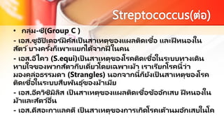 • กลุ่ม-ซี(Group C )
- เอส.ซูอิปิ เดอร ์มิคัสเป็ นสาเหตุของแผลติดเชื้อ และฝี หนองใน
สัตว์บางครั้งก็เพาะแยกได้จากฝี ในคน
- เอส.อีไคว (S.equi)เป็ นสาเหตุของโรคติดเชื้อในระบบทางเดิน
หายใจของพวกสัตวกีบเดี่ยวโดยเฉพาะม้า เราเรียกโรคนี้ว่า
มองคล่อธรรมดา (Strangles) นอกจากนี้ก็ยังเป็ นสาเหตุของโรค
ติดเชื้อในระบบสืบพันธุ ์ของม้าเมีย
- เอส.อีควิซิมิลิส เป็ นสาเหตุของแผลติดเชื้อข้ออักเสบ ฝี หนองใน
ม้าและสัตว์อื่น
- เอส.ดีสอะกาแลคตี เป็ นสาเหตุของการเกิดโรคเต้านมอักเสบในโค
 