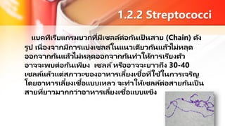 1.2.2 Streptococci
แบคทีเรียแกรมบวกที่มีเซลล์ต่อกันเป็ นสาย (Chain) ดัง
รูป เนื่องจากมีการแบ่งเซลล์ในแนวเดียวกันแล้วไม่หลุด
ออกจากกันแล้วไม่หลุดออกจากกันทาให้การเรียงตัว
อาจจะพบต่อกันเพียง เซลล์หรืออาจจะยาวถึง 30-40
เซลล์แล้วแต่สภาวะของอาหารเลี้ยงเชื้อที่ใช้ในการเจริญ
โดยอาหารเลี้ยงเชื้อแบบเหลว จะทาให้เซลล์ต่อสายกันเป็ น
สายที่ยาวมากกว่าอาหารเลี้ยงเชื้อแบบแข็ง
 