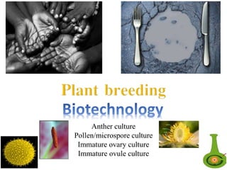 Anther culture
Pollen/microspore culture
Immature ovary culture
Immature ovule culture
1
 