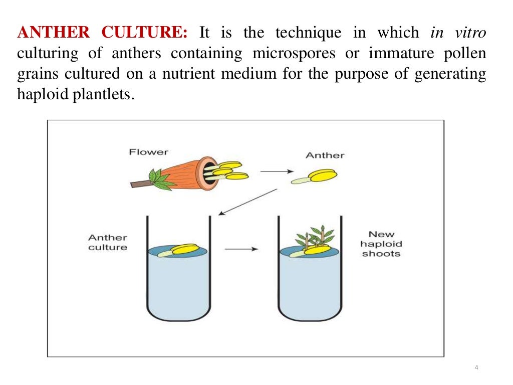 Anther culture in vegetable crops