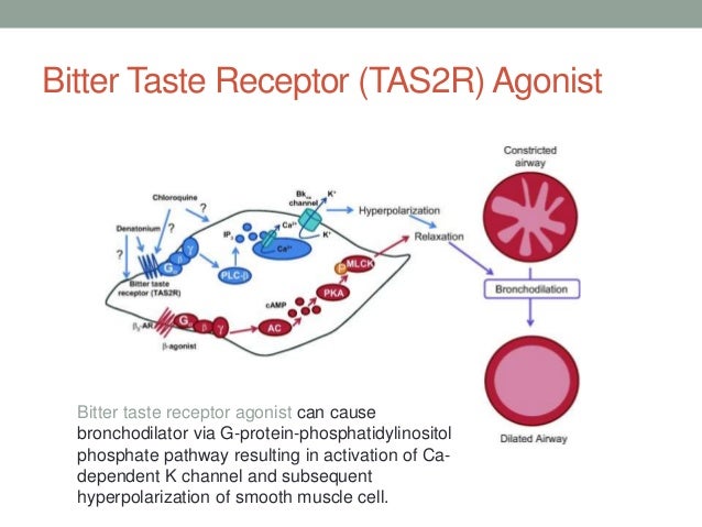 asthma bitter receptor