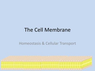 The Cell Membrane
Homeostasis & Cellular Transport
 