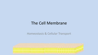 The Cell Membrane
Homeostasis & Cellular Transport
 