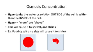 Osmosis Concentration
• Hypertonic: the water or solution OUTSIDE of the cell is saltier
than the INSIDE of the cell.
• Hyper = “more” ore “above”
• This will cause it to shrivel, and shrink
• Ex. Pouring salt on a slug will cause it to shrink
 