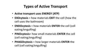 Types of Active Transport
• Active transport uses ENERGY (ATP)
• EXOcytosis = how materials EXIT the cell (how the
cell uses the bathroom)
• ENDOcytosis = how materials ENTER the cell (cell
eating/engulfing)
• PINOcytosis= how small materials ENTER the cell
(cell eating/engulfing)
• PHAGOcytosis = how larger materials ENTER the
cell (cell eating/engulfing)
 
