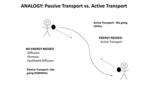 NO ENERGY NEEDED:
Diffusion
Osmosis
Facilitated Diffusion
ENERGY NEEDED:
Active Transport
ANALOGY: Passive Transport vs. Active Transport
Passive Transport: Like
going DOWNHILL
Active Transport: like going
UPHILL
 