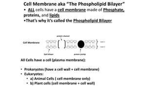 Cell Membrane aka “The Phospholipid Bilayer”
• ALL cells have a cell membrane made of Phosphate,
proteins, and lipids
•That’s why it’s called the Phospholipid Bilayer
Cell Membrane
lipid bilayer
protein channel
protein pump
Layer 1
Layer 2
All Cells have a cell (plasma membrane):
• Prokaryotes (have a cell wall + cell membrane)
• Eukaryotes:
• a) Animal Cells ( cell membrane only)
• b) Plant cells (cell membrane + cell wall)
 