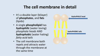 The cell membrane in detail
• It’s a double layer (bilayer)
of phosphates, and fats
(lipids)
• A single phospholipid has
hydrophilic (water loving)
phosphate heads AND
hydrophobic (water hating)
fatty acid tails
• The cell membrane both
repels and attracts water
through the membrane at
the same time
HydroPHILIC head
hydroPHOBIC tails
 
