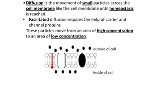 •Diffusion is the movement of small particles across the
cell membrane like the cell membrane until homeostasis
is reached.
• Facilitated diffusion requires the help of carrier and
channel proteins
These particles move from an area of high concentration
to an area of low concentration.
outside of cell
inside of cell
 