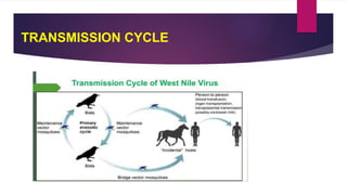 Power point presentations on animals and parasites | PPTX