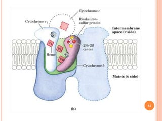New agents for the treatment of drug resistant Mycobacterium ...