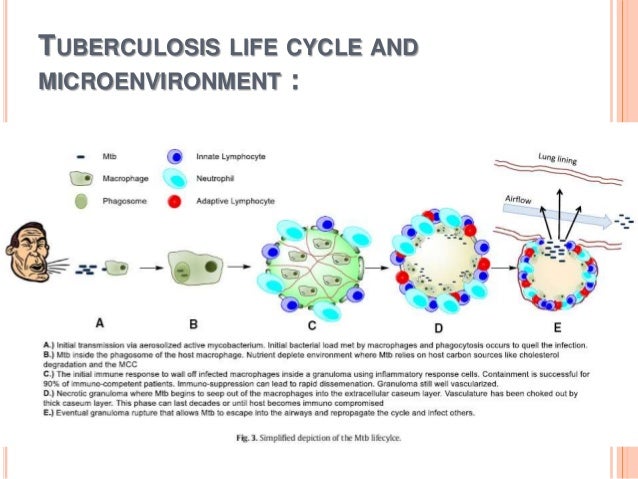 New agents for the treatment of drug resistant Mycobacterium Tubercul…