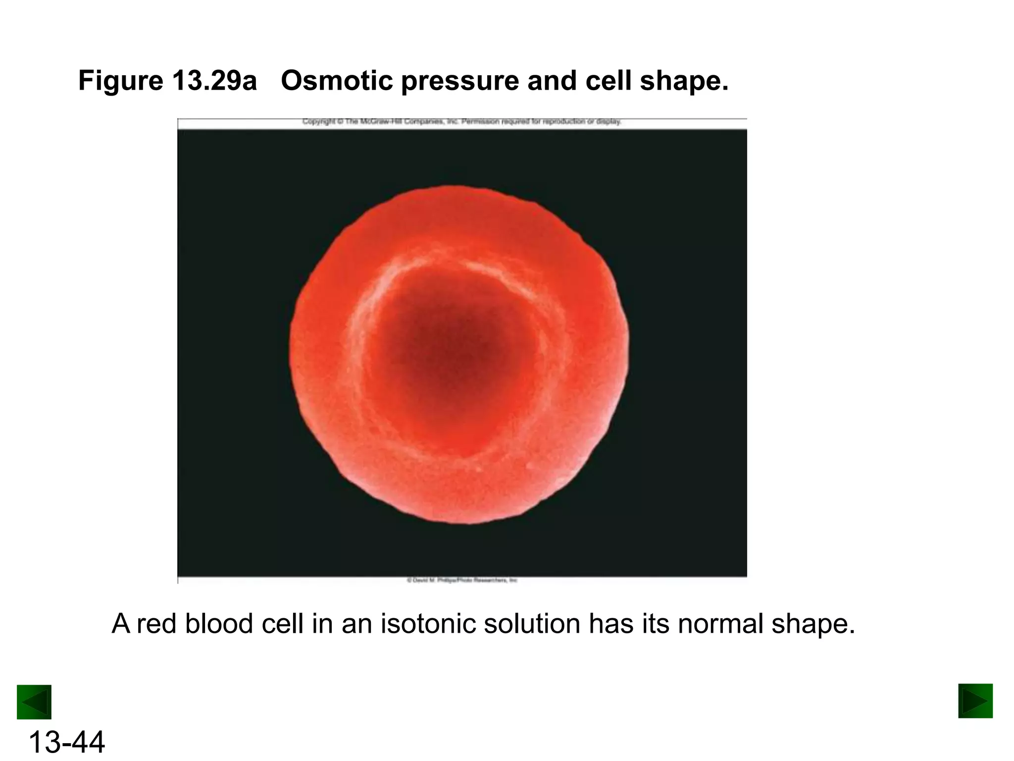 Figure 13.29a Osmotic pressure and cell shape.

A red blood cell in an isotonic solution has its normal shape.

13-44

 