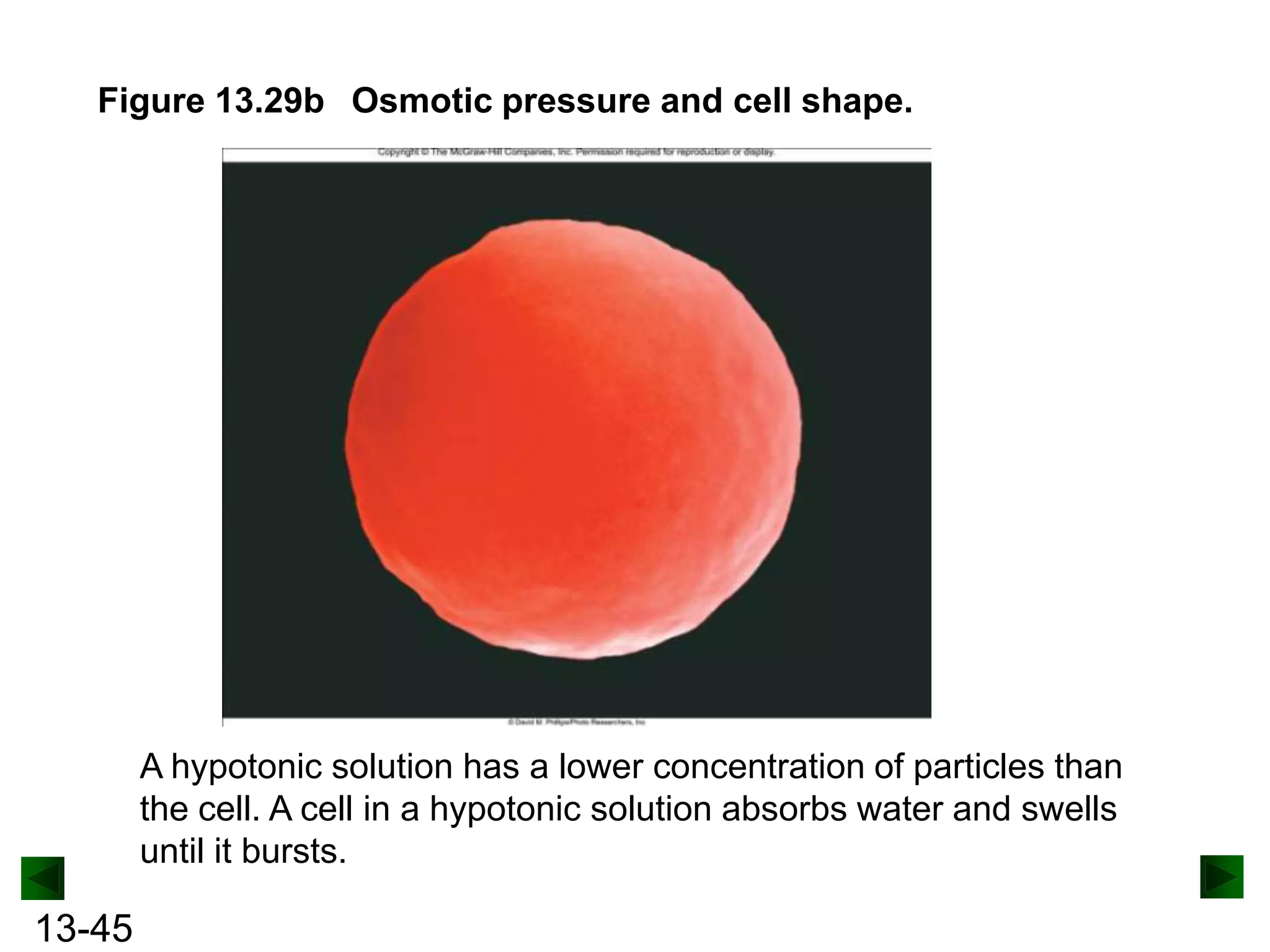 Figure 13.29b Osmotic pressure and cell shape.

A hypotonic solution has a lower concentration of particles than
the cell. A cell in a hypotonic solution absorbs water and swells
until it bursts.

13-45

 