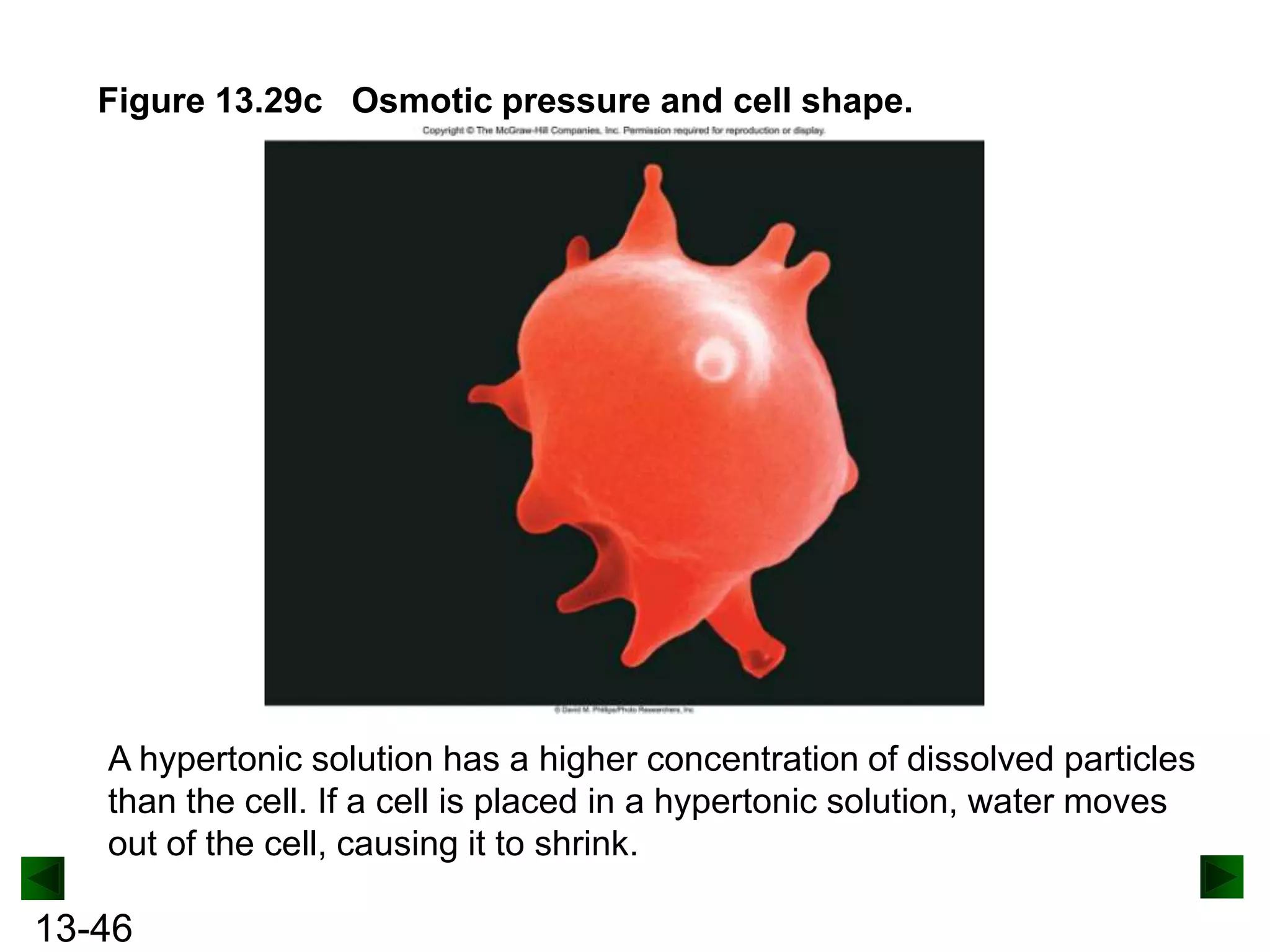 Figure 13.29c Osmotic pressure and cell shape.

A hypertonic solution has a higher concentration of dissolved particles
than the cell. If a cell is placed in a hypertonic solution, water moves
out of the cell, causing it to shrink.

13-46

 