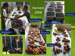 Harvest 2008 1050 peas 77 beets 370 carrots 189 potatoes 4 tubs of lettuce 