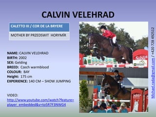 CALVIN VELEHRAD
NAME: CALVIN VELEHRAD
BIRTH: 2002
SEX: Gelding
BREED: Czech warmblood
COLOUR: BAY
Height: 175 cm
EXPERIENCE: 140 CM – SHOW JUMPING
VIDEO:
http://www.youtube.com/watch?feature=
player_embedded&v=to5R7F3NWG4
CALETTO III / COR DE LA BRYERE
MOTHER BY PRZEDSWIT HORYMÍR
Michael.rada@gmail.com/+420728492512
1
 