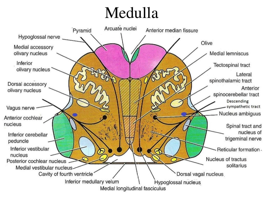 localization of stroke, CVS, stroke, for post graduates