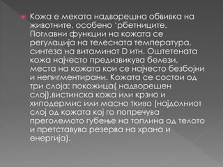 Кожа | PPT