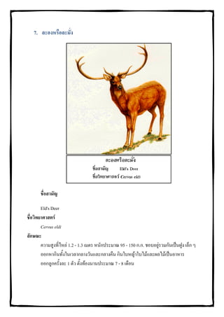 7. ละองหรือละมั่ง




       ชื่อสามัญ

        Eld's Deer
ชื่อวิทยาศาสตร
        Cervus eldi
ลักษณะ
        ความสูงที่ไหล 1.2 - 1.3 เมตร หนักประมาณ 95 - 150 ก.ก. ชอบอยูรวมกันเปนฝูง เล็ก ๆ
        ออกหากินทั้งในเวลากลางวันและกลางคืน กินใบหญาใบไมและผลไมเปนอาหาร
        ออกลูกครั้งละ 1 ตัว ตั้งทองนานประมาณ 7 - 8 เดือน
 