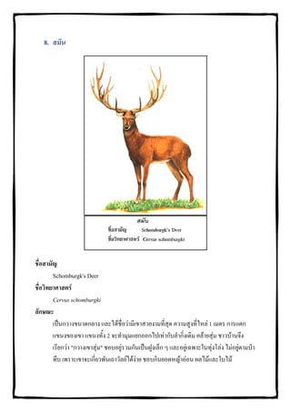 8. สมัน




ชื่อสามัญ
        Schomburgk's Deer
ชื่อวิทยาศาสตร
        Cervus schomburgki
ลักษณะ
        เปนกวางขนาดกลาง และไดชื่อวามีเขาสวยงามที่สุด ความสูงที่ไหล 1 เมตร การแตก
        แขนงของเขา แขนงทั้ง 2 จะทํามุมแยกออกไปเทากับลํากิ่งเดิม คลายสุม ชาวบานจึง
        เรียกวา "กวางเขาสุม" ชอบอยูรวมกันเปนฝูงเล็ก ๆ และอยูเฉพาะในทุงโลง ไมอยูตามปา
        ทึบ เพราะเขาจะเกี่ยวพันเถาวัลยไดงาย ชอบกินยอดหญาออน ผลไมและใบไม
 