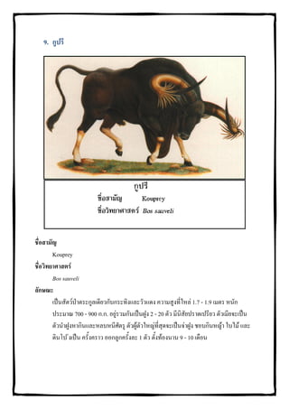 9. กูปรี




ชื่อสามัญ
        Kouprey
ชื่อวิทยาศาสตร
        Bos sauveli
ลักษณะ
        เปนสัตวปาตระกูลเดียวกับกระทิงและวัวแดง ความสูงที่ไหล 1.7 - 1.9 เมตร หนัก
        ประมาณ 700 - 900 ก.ก. อยูรวมกันเปนฝูง 2 - 20 ตัว มีนิสัยปราดเปรียว ตัวเมียจะเปน
        ตัวนําฝูงหากินและหลบหนีศัตรู ตัวผูตัวใหญที่สุดจะเปนจาฝูง ชอบกินหญา ใบไม และ
        ดินโป งเปน ครั้งคราว ออกลูกครั้งละ 1 ตัว ตั้งทองนาน 9 - 10 เดือน
 