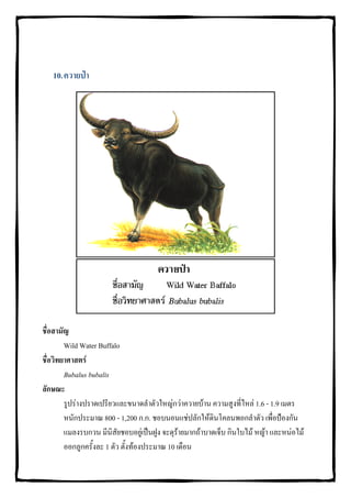 10. ควายปา




ชื่อสามัญ
        Wild Water Buffalo
ชื่อวิทยาศาสตร
        Bubalus bubalis
ลักษณะ
        รูปรางปราดเปรียวและขนาดลําตัวใหญกวาควายบาน ความสูงที่ไหล 1.6 - 1.9 เมตร
        หนักประมาณ 800 - 1,200 ก.ก. ชอบนอนแชปลักใหดินโคลนพอกลําตัว เพื่อปองกัน
        แมลงรบกวน มีนิสัยชอบอยูเปนฝูง จะดุรายมากถาบาดเจ็บ กินใบไม หญา และหนอไม
        ออกลูกครั้งละ 1 ตัว ตั้งทองประมาณ 10 เดือน
 