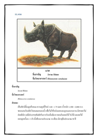 11. แรด




ชื่อสามัญ
        Javan Rhino
ชื่อวิทยาศาสตร
        Rhinoceros sondaicus
ลักษณะ
        เปนสัตวเลี้ยงลูกดวยนม ความสูงที่ไหล 1.60 - 1.75 เมตร น้ําหนัก 1,500 - 2,000 ก.ก.
        ชอบนอนในปลักโคลนตมหนองน้ํา เพื่อไมใหหนังแตกและถูกแมลงรบกวน มีสายตาไม
        คอยดีนัก แตมีประสาทสัมผัสในการรับกลิ่นดีมาก ชอบกินยอดไม ใบไม และผลไม
        ออกลูกครั้งล ะ 1 ตัว ตั้งทองนานประมาณ 16 เดือน มีอายุยืนประมาณ 50 ป
 
