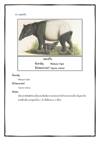 13. สมเสร็จ




ชื่อสามัญ
        Malayan Tapir
ชื่อวิทยาศาสตร
        Tapirus indicus
ลักษณะ
        มีประสาทสัมผัสทางกลิ่นและเสียงดีมาก ชอบออกหากินในเวลากลางคืน มักมุดหากิน
        ตามที่รกทึบ ออกลูกครั้งละ 1 ตัว ตั้งทองนาน 13 เดือน
 