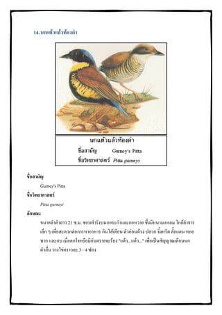 14. นกแตวแลวทองดํา




ชื่อสามัญ
        Gurney's Pitta
ชื่อวิทยาศาสตร
        Pitta gurneyi
ลักษณะ
        ขนาดลําตัวยาว 21 ซ.ม. ชอบทํารังบนกอระกําและกอหวาย ซึ่งมีหนามแหลม ใกลลําธาร
        เล็ก ๆ เพื่อสะดวกตอการหาอาหาร กินไสเดือน ตัวออนดวง ปลวก จิ้งหรีด ตั๊กแตน หอย
        ทาก และกบ เมื่อตกใจหรือมีอันตรายจะรอง "แตว...แตว..." เพื่อเปนสัญญาณเตือนนก
        ตัวอื่น วางไขคราวละ 3 - 4 ฟอง
 