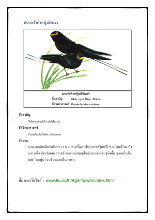 15. นกเจาฟาหญิงสิรินธร




ชื่อสามัญ
        White-eyed River-Martin
ชื่อวิทยาศาสตร
        Pseudochelidon sirintarae
ลักษณะ
        นกนางแอนชนิดลําตัวยาว 15 ซ.ม. พบครั้งแรกในประเทศไทย ป 2511 ในบริเวณ บึง
        บอระเพ็ด จังหวัดนครสวรรค จะเกาะนอนอยูในฝูงนกนางแอนชนิดอื่น ๆ ตามใบออ
        และ ใบสนุน โฉบจับแมลงเปนอาหาร



ที่มาจากเว็บไซต : www.ku.ac.th/AgrInfo/wild/index.html
 