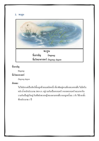 2. พะยูน




ชื่อสามัญ
        Dugong
ชื่อวิทยาศาสตร
        Dugong dugon
ลักษณะ
        ไมใชปลาแตเปนสัตวเลี้ยงลูกดวยนมชนิดหนึ่ง ที่อาศัยอยูตามทองทะเลชายฝง ไมมีครีบ
        หลัง น้ําหนักประมาณ 300 ก.ก. อยูรวมกันเปนครอบครัว หลายครอบครัวจะมาหากิน
                                           
        รวมกันเปนฝูงใหญ กินพืชจําพวกหญาทะเลตามชายฝง ออกลูกครั้งละ 1 ตัว ใชเวลาตั้ง
        ทองประมาณ 1 ป
 