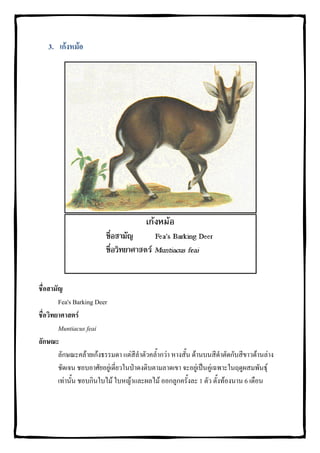 3. เกงหมอ




ชื่อสามัญ
        Fea's Barking Deer
ชื่อวิทยาศาสตร
        Muntiacus feai
ลักษณะ
        ลักษณะคลายเกงธรรมดา แตสลําตัวคล้ํากวา หางสั้น ดานบนสีดาตัดกับสีขาวดานลาง
                                     ี                               ํ
        ชัดเจน ชอบอาศัยอยูเดี่ยวในปาดงดิบตามลาดเขา จะอยูเปนคูเฉพาะในฤดูผสมพันธุ
        เทานั้น ชอบกินใบไม ใบหญาและผลไม ออกลูกครั้งละ 1 ตัว ตั้งทองนาน 6 เดือน
 
