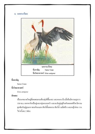 4. นกกระเรียน




ชื่อสามัญ
        Sarus Crane
ชื่อวิทยาศาสตร
        Grus antigone
ลักษณะ
        เปนนกขนาดใหญที่เคยพบตามทองทุงที่ชื้นแฉะ และหนอง บึง เมื่อยืนมีความสูงราว
        150 ซ.ม. ออกหากินเปนคูและกลุมครอบครัว และจะจับคูอยูดวยกันตลอดชีวิต มีความ
        ผูกพันกับคูสูงมาก ชอบกินแมลง สัตวเลื้อยคลาน สัตวน้ํา เมล็ดขาว และหญาออน วาง
        ไข ครั้งละ 2 ฟอง
 