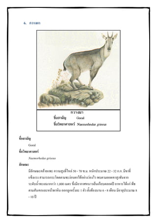 6. กวางผา




ชื่อสามัญ
        Goral
ชื่อวิทยาศาสตร
        Naemorhedus griseus
ลักษณะ
        มีลักษณะคลายแพะ ความสูงที่ไหล 50 - 70 ซ.ม. หนักประมาณ 22 - 32 ก.ก. มีขาที่
        แข็งแรง สามารถกระโดดตามชะงอนผาไดอยางวองไว พบตามยอดเขาสูงชันจาก
        ระดับน้ําทะเลมากกวา 1,000 เมตร ซึ่งมีอากาศหนาวเย็นเกือบตลอดป อาหารไดแก พืช
        ตามสันเขาและหนาผาหิน ออกลูกครั้งละ 1 ตัว ตั้งทองนาน 6 - 8 เดือน มีอายุประมาณ 8
        - 10 ป
 