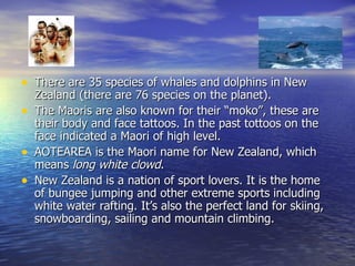 There are 35 species of whales and dolphins in New Zealand (there are 76 species on the planet). The Maoris are also known for their “moko”, these are their body and face tattoos. In the past tottoos on the face indicated a Maori of high level. AOTEAREA is the Maori name for New Zealand, which means  long white clowd . New Zealand is a nation of sport lovers. It is the home of bungee jumping and other extreme sports including white water rafting. It’s also the perfect land for skiing, snowboarding, sailing and mountain climbing. 