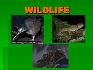 WILDLIFE 