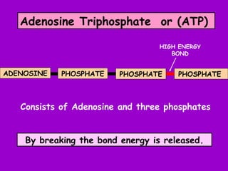 Atp-pc system | PPT